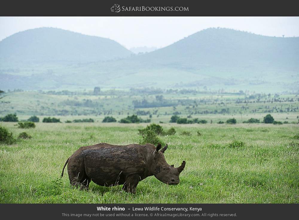 White rhino in Lewa Wildlife Conservancy, Kenya