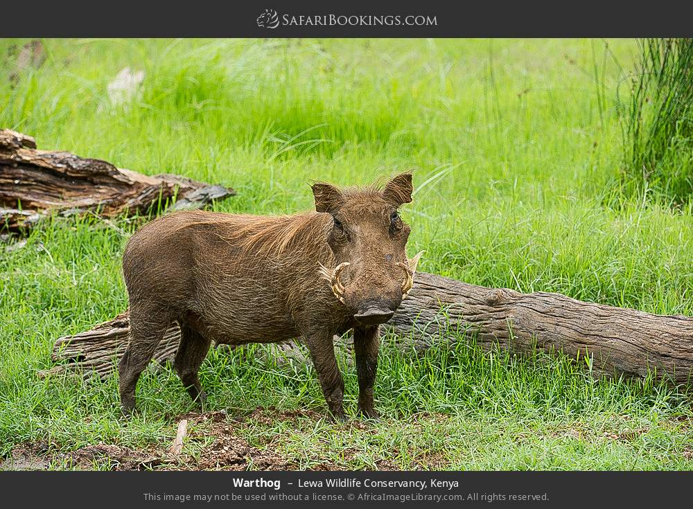 Warthog in Lewa Wildlife Conservancy, Kenya