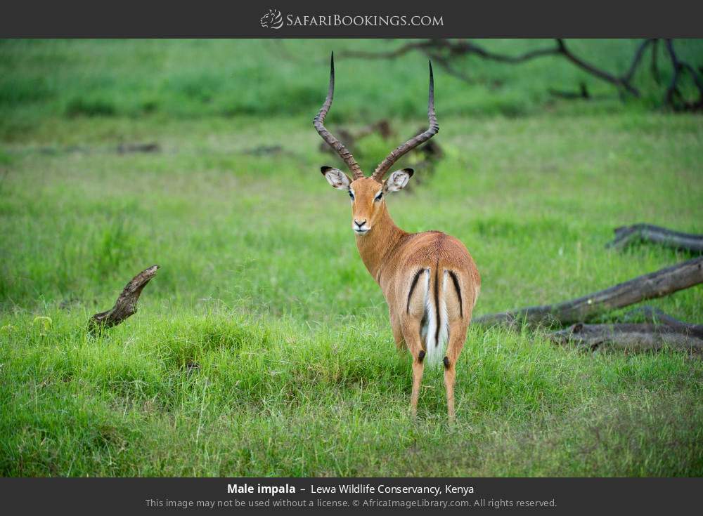 Male impala in Lewa Wildlife Conservancy, Kenya