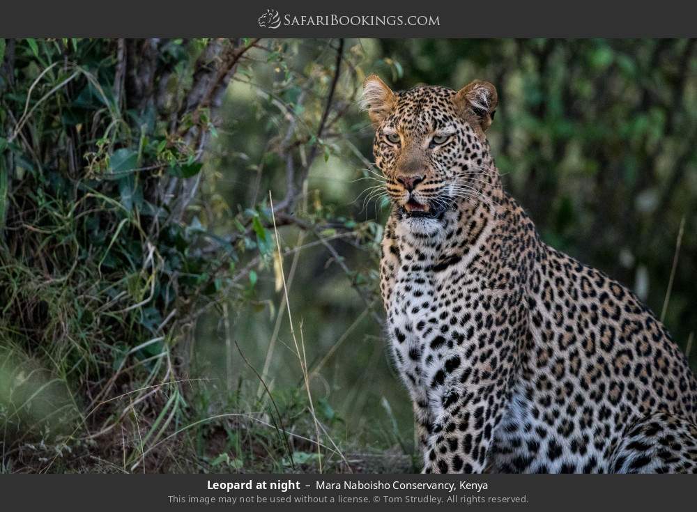 Leopard at night in Mara Naboisho Conservancy, Kenya