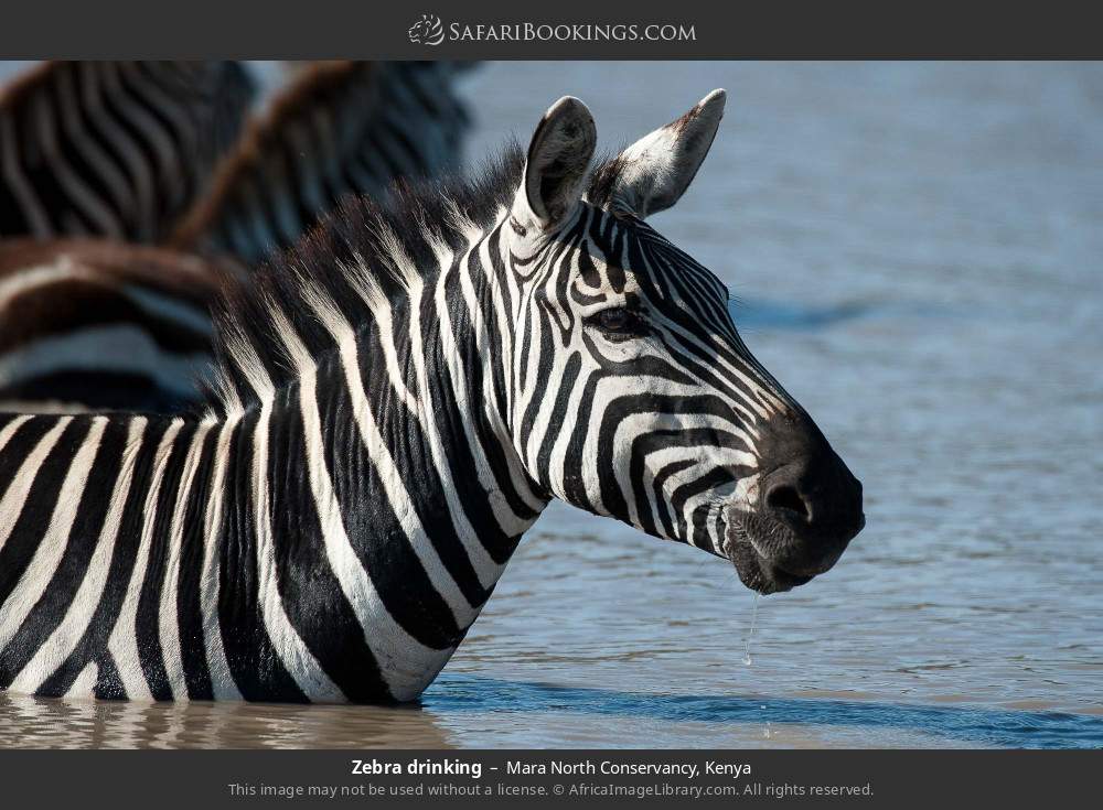 Zebra drinking in Mara North Conservancy, Kenya