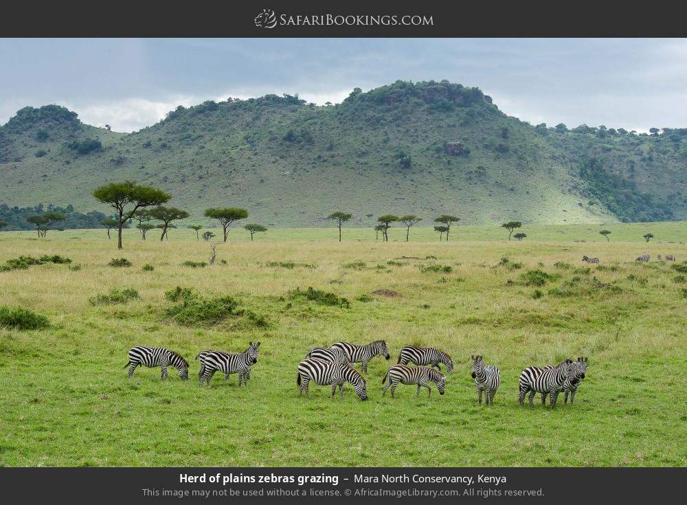 Herd of plains zebras grazing in Mara North Conservancy, Kenya