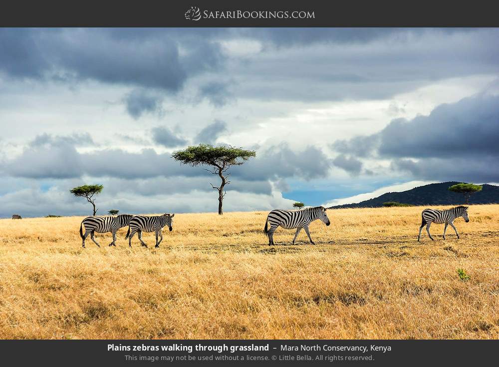 Plains zebras walking through grassland in Mara North Conservancy, Kenya