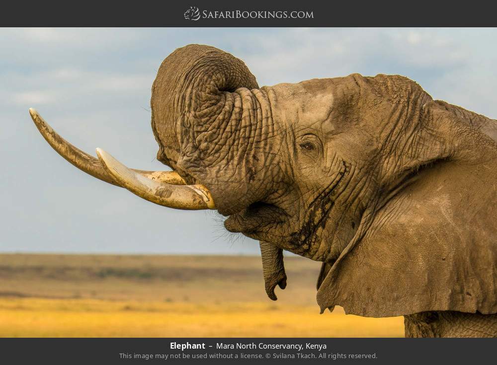Elephant in Mara North Conservancy, Kenya