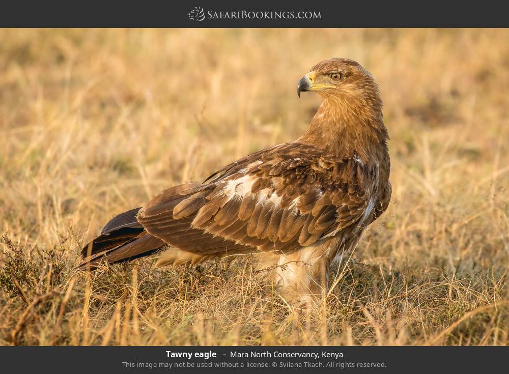 Tawny eagle  in Mara North Conservancy, Kenya
