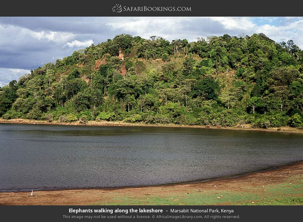 Elephants walking along the distant lakeshore in Marsabit National Park, Kenya