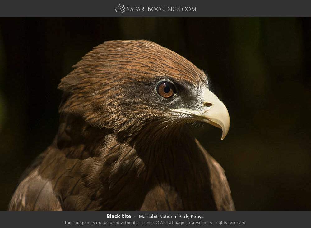Black kite in Marsabit National Park, Kenya