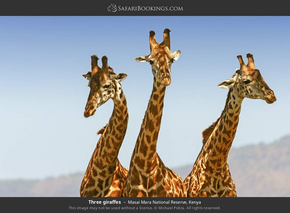 Three giraffes in Masai Mara National Reserve, Kenya