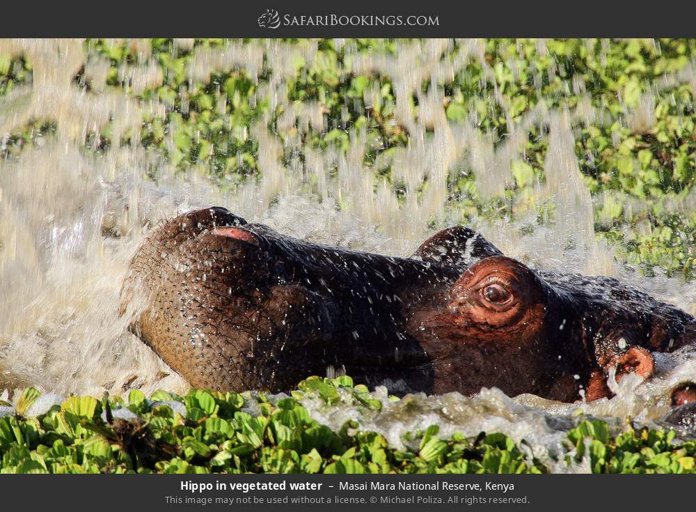 Hippo in vegetated water in Masai Mara National Reserve, Kenya
