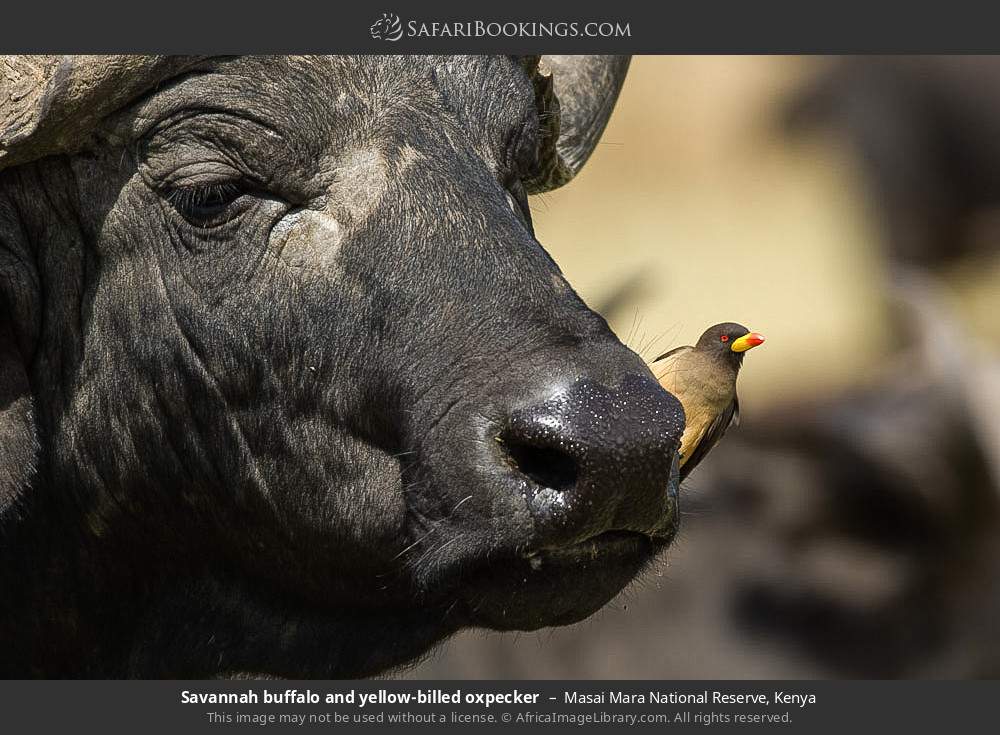 Savannah buffalo and yellow-billed oxpecker in Masai Mara National Reserve, Kenya