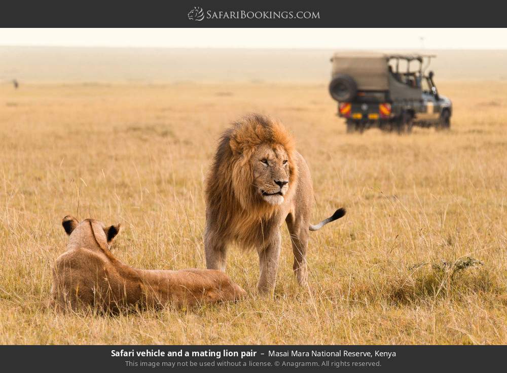 Safari vehicle and a pair of lions in Masai Mara National Reserve, Kenya