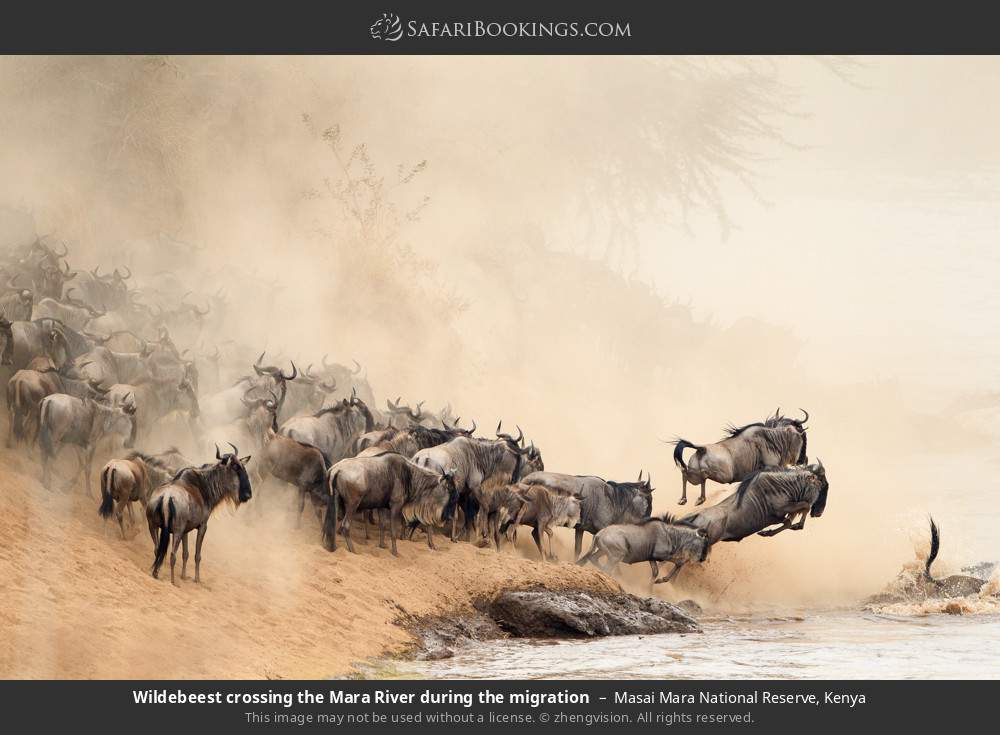 Wildebeest crossing the Mara River during the great migration in Masai Mara National Reserve, Kenya