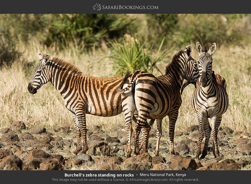 Plains zebras standing on rocks in Meru National Park, Kenya