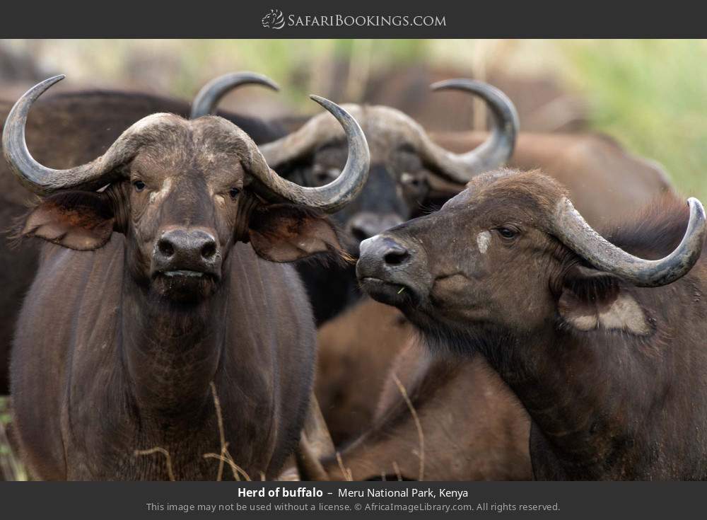 Herd of buffalo in Meru National Park, Kenya