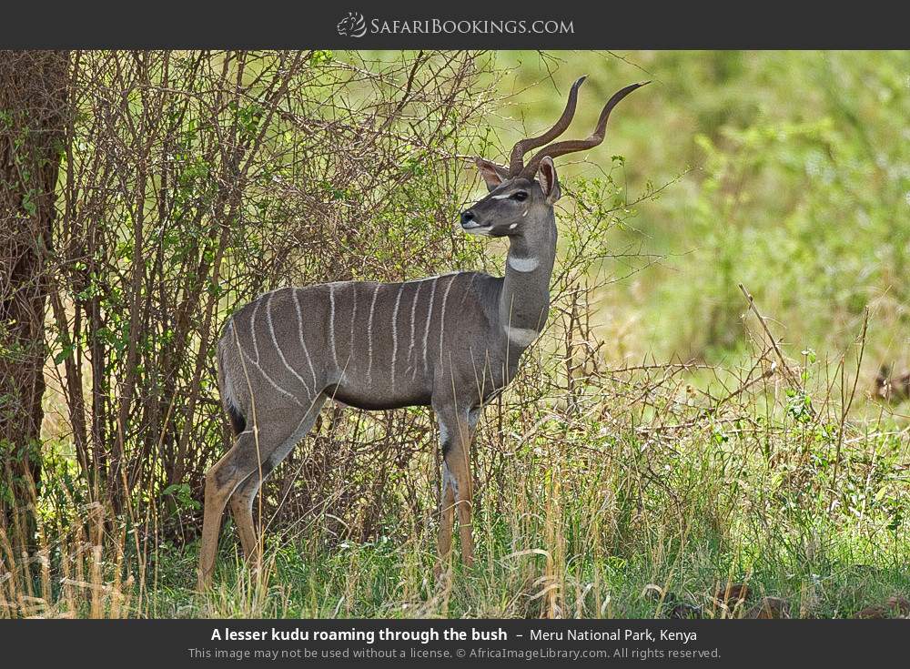 Lesser kudu in Meru National Park, Kenya