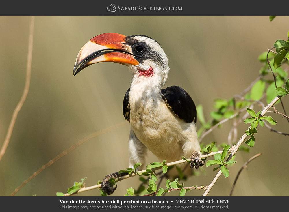 Von der Decken's hornbill perched on a branch in Meru National Park, Kenya