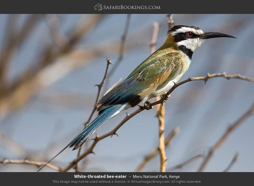 White-throated bee-eater in Meru National Park, Kenya