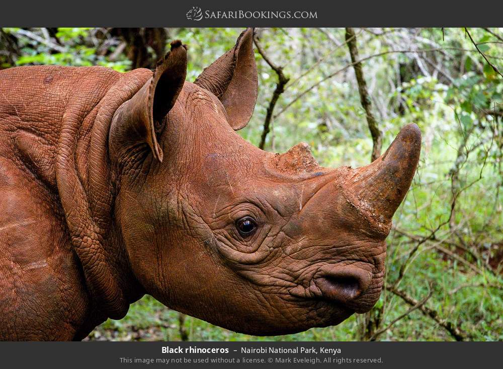 Black rhinoceros in Nairobi National Park, Kenya