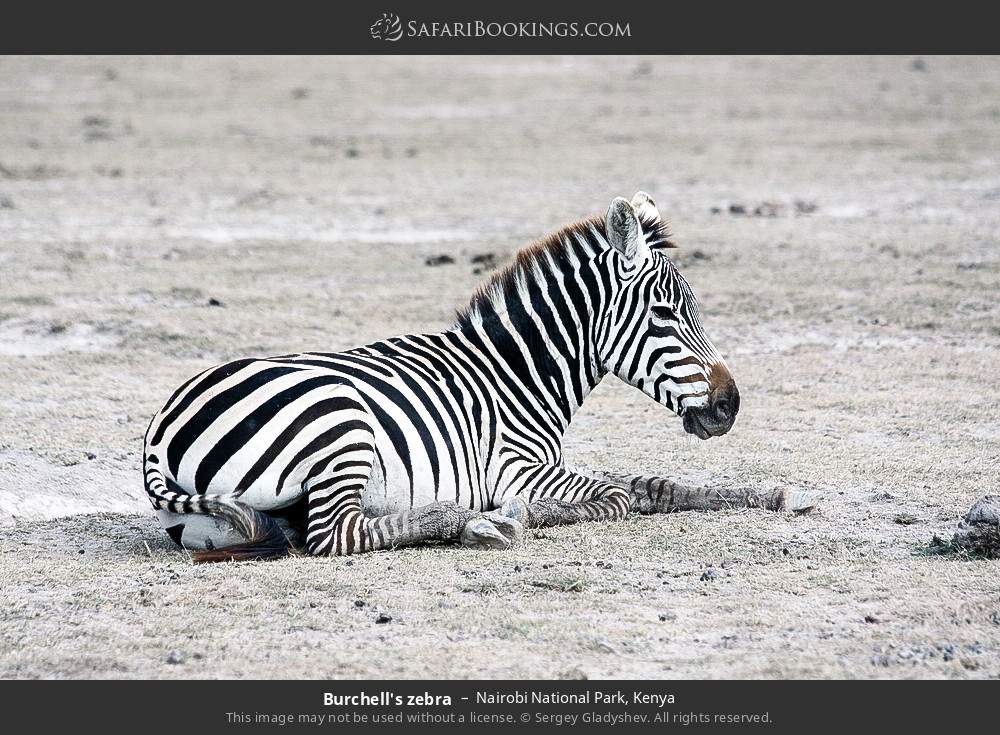 Plains zebra in Nairobi National Park, Kenya