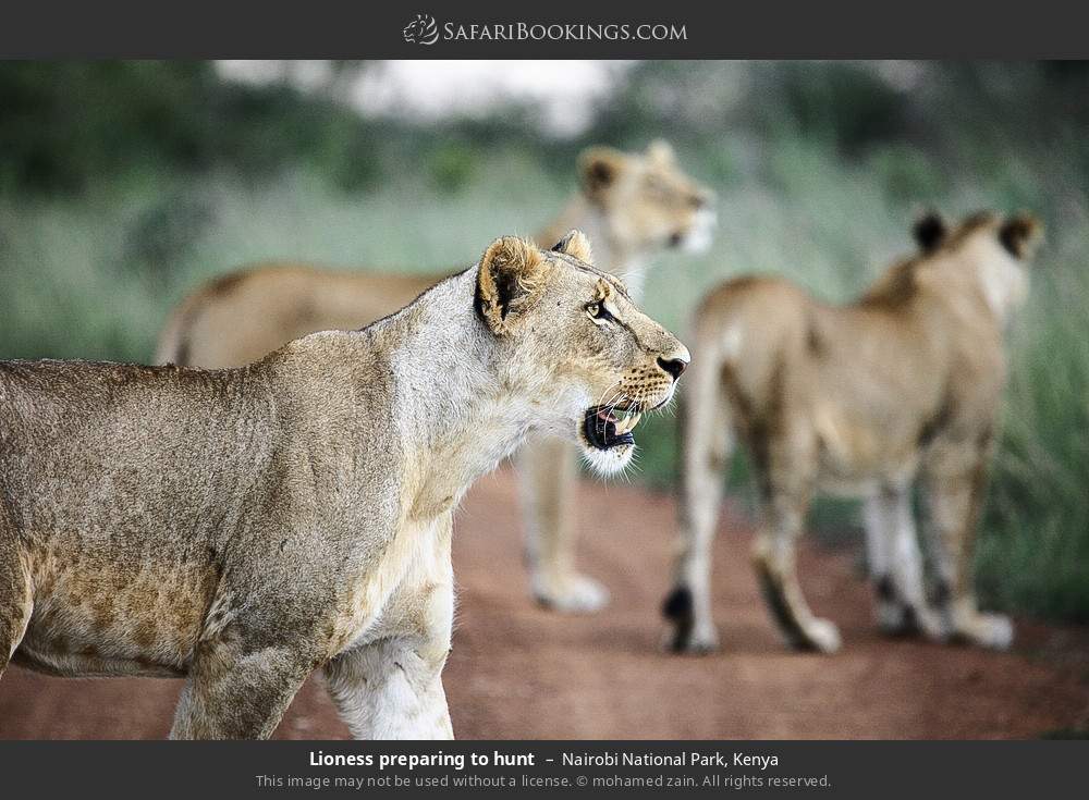 Lioness preparing to hunt in Nairobi National Park, Kenya