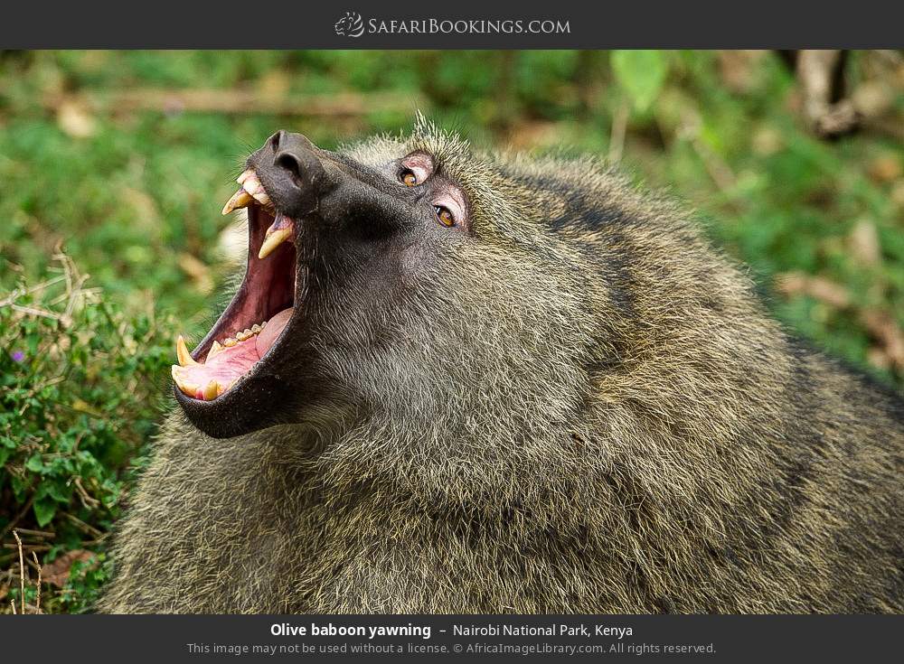 Olive baboon yawning in Nairobi National Park, Kenya