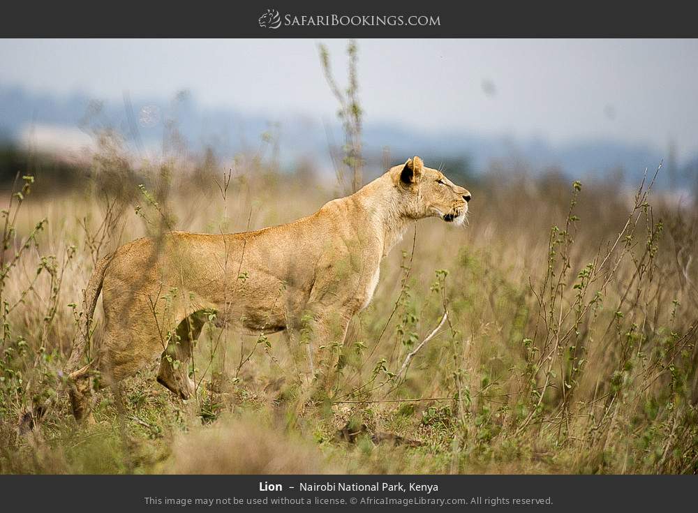 Lion in Nairobi National Park, Kenya
