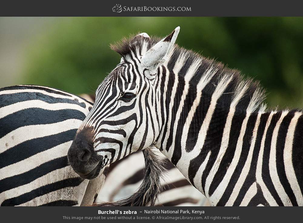 Plains zebras in Nairobi National Park, Kenya