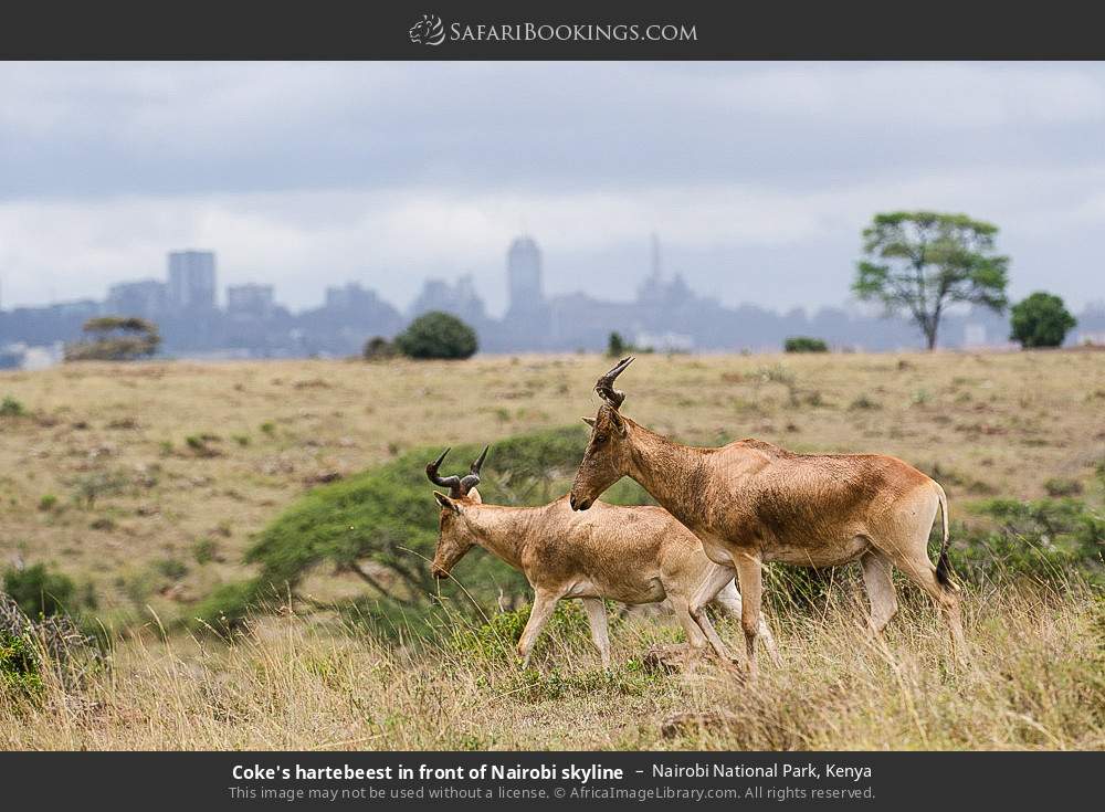 Coke's hartebeest in front of the Nairobi skyline in Nairobi National Park, Kenya