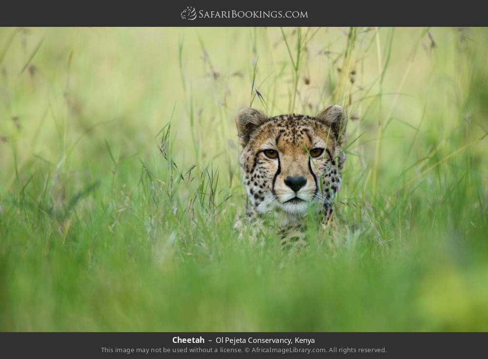 Cheetah in Ol Pejeta Conservancy, Kenya