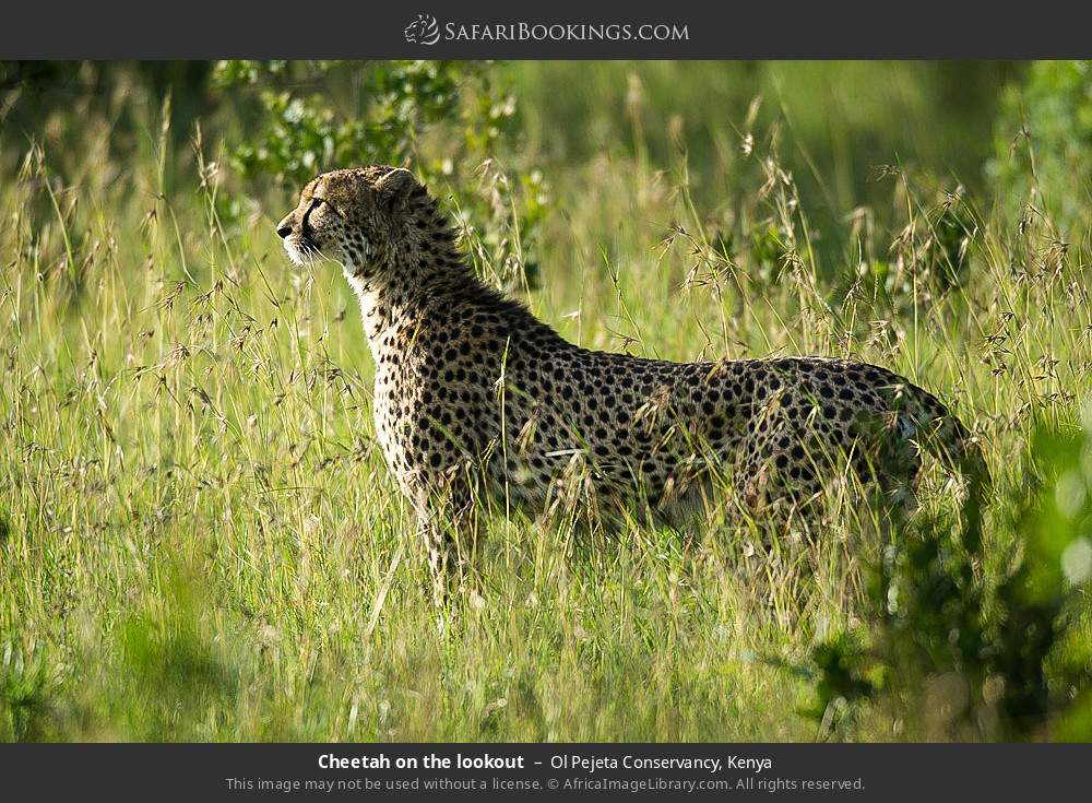 Cheetah on the lookout in Ol Pejeta Conservancy, Kenya