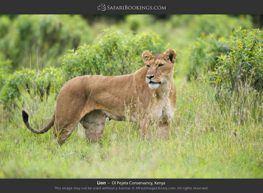 Lion in Ol Pejeta Conservancy, Kenya
