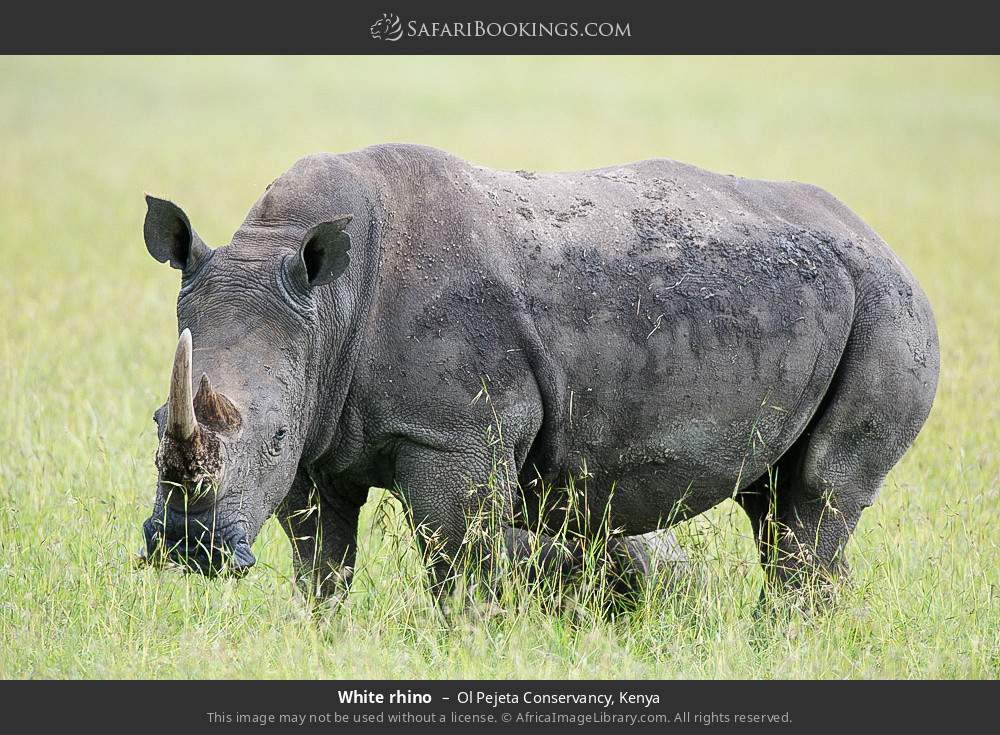 White rhino in Ol Pejeta Conservancy, Kenya
