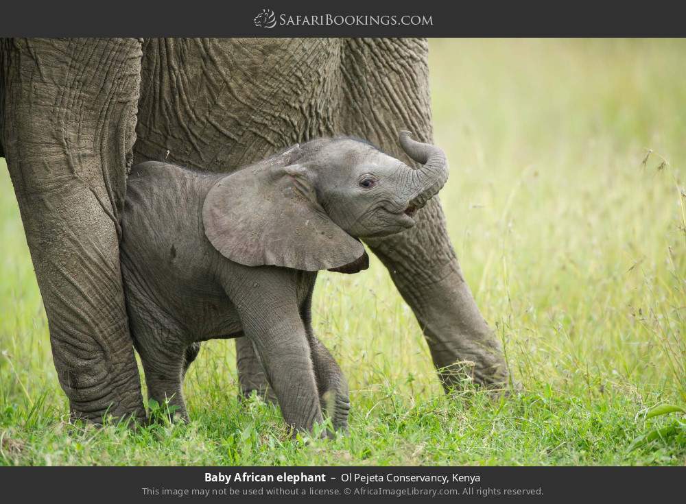Baby African elephant in Ol Pejeta Conservancy, Kenya