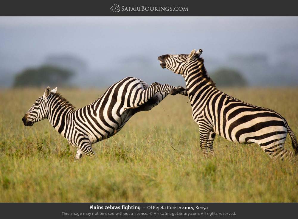 Plains zebras fighting in Ol Pejeta Conservancy, Kenya