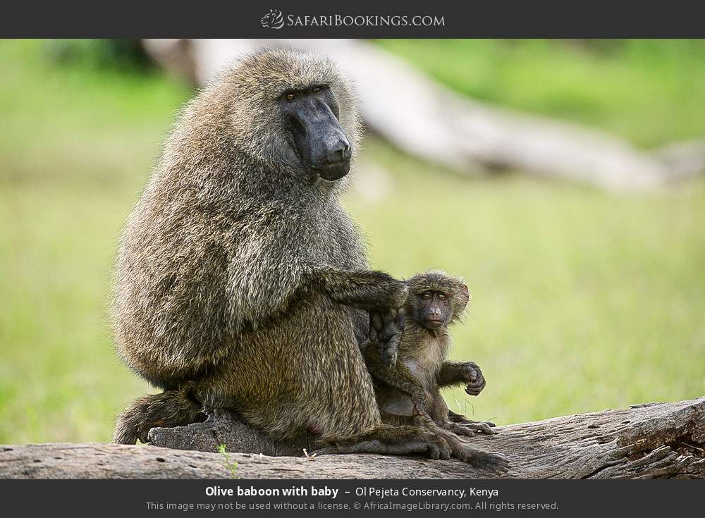 Olive baboon with baby in Ol Pejeta Conservancy, Kenya