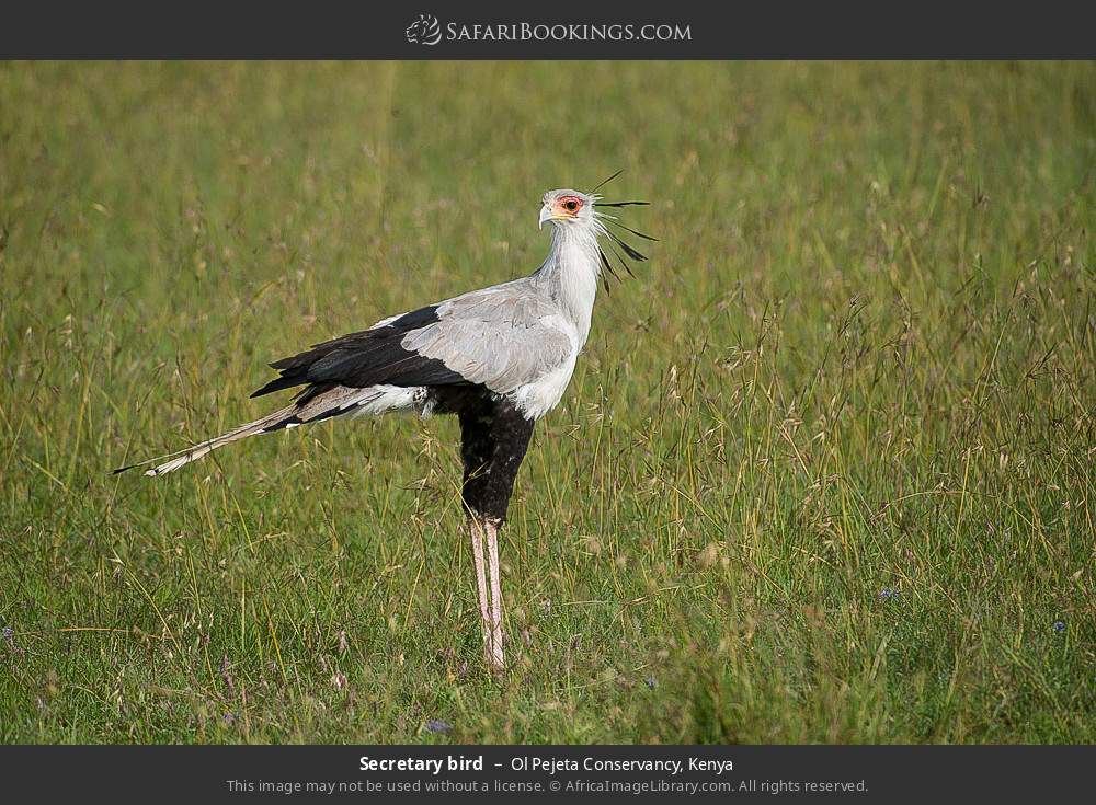 Secretary bird in Ol Pejeta Conservancy, Kenya