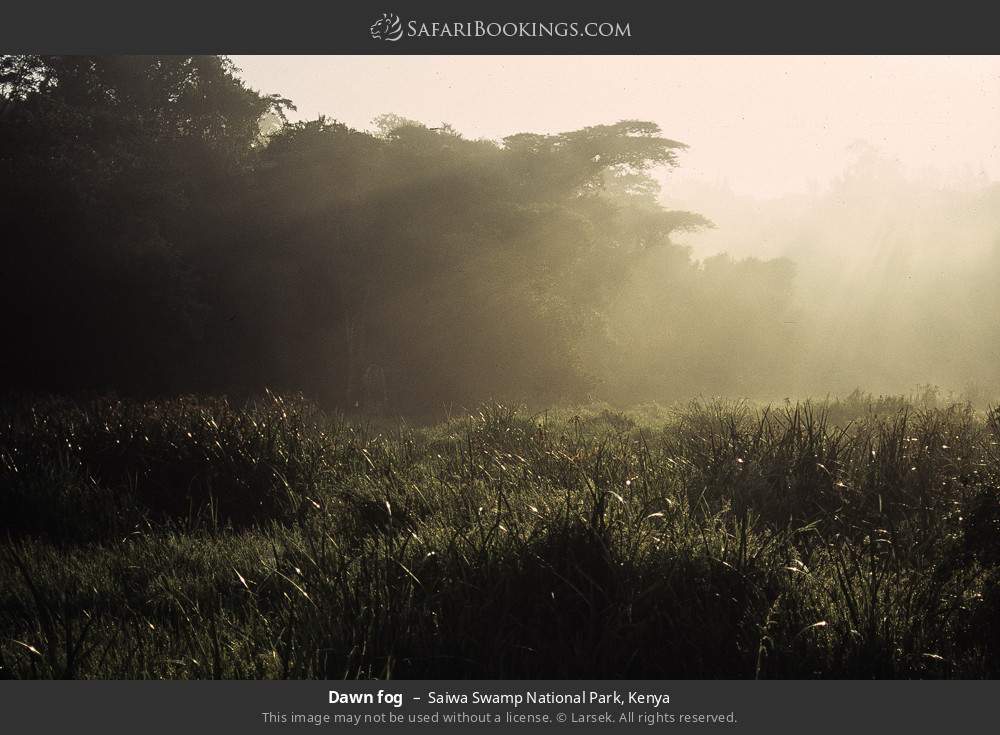 Dawn fog in Saiwa Swamp National Park, Kenya