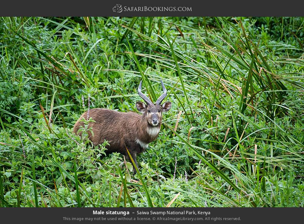 Male sitatunga in Saiwa Swamp National Park, Kenya
