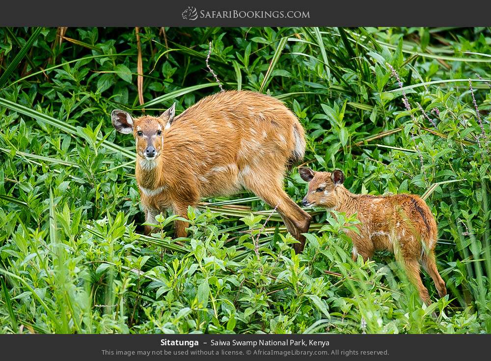 Sitatunga with young in Saiwa Swamp National Park, Kenya