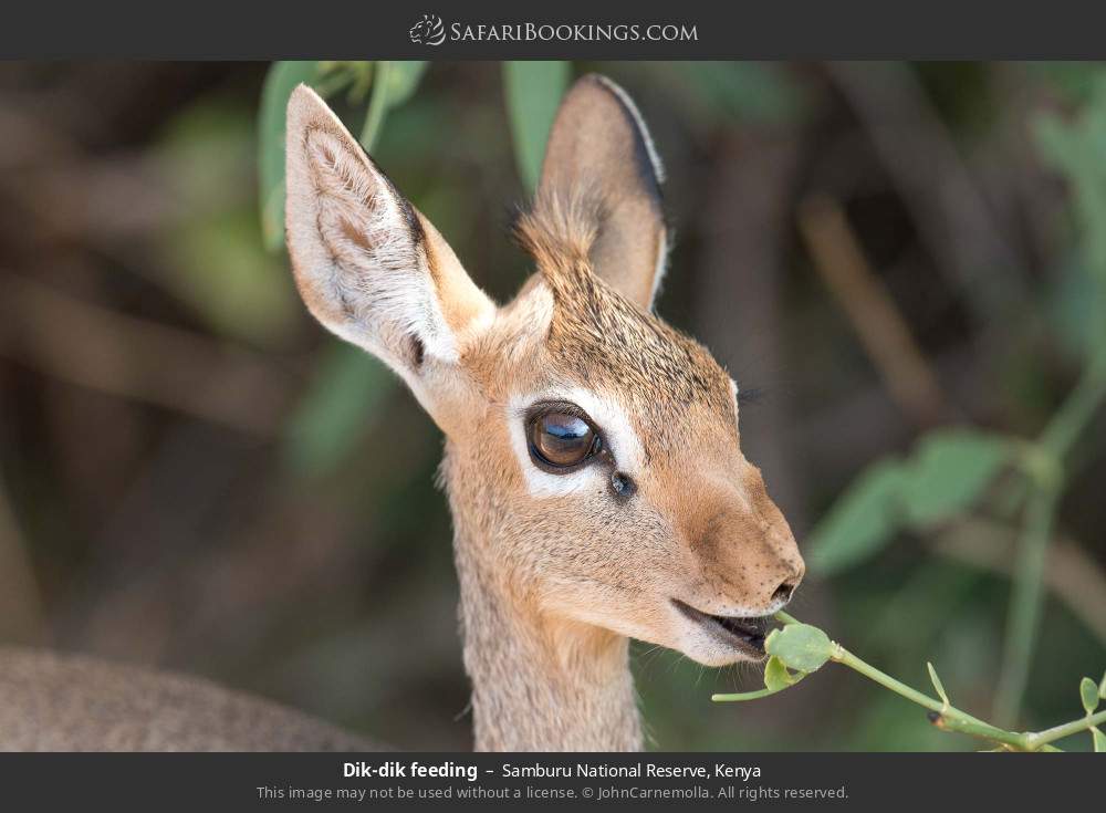 Dik-dik feeding in Samburu National Reserve, Kenya