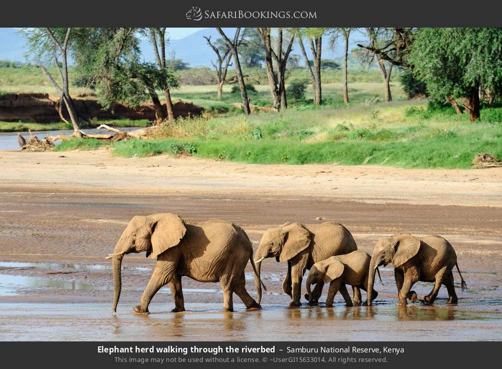 Herd of elephants walking across the riverbed in Samburu National Reserve, Kenya