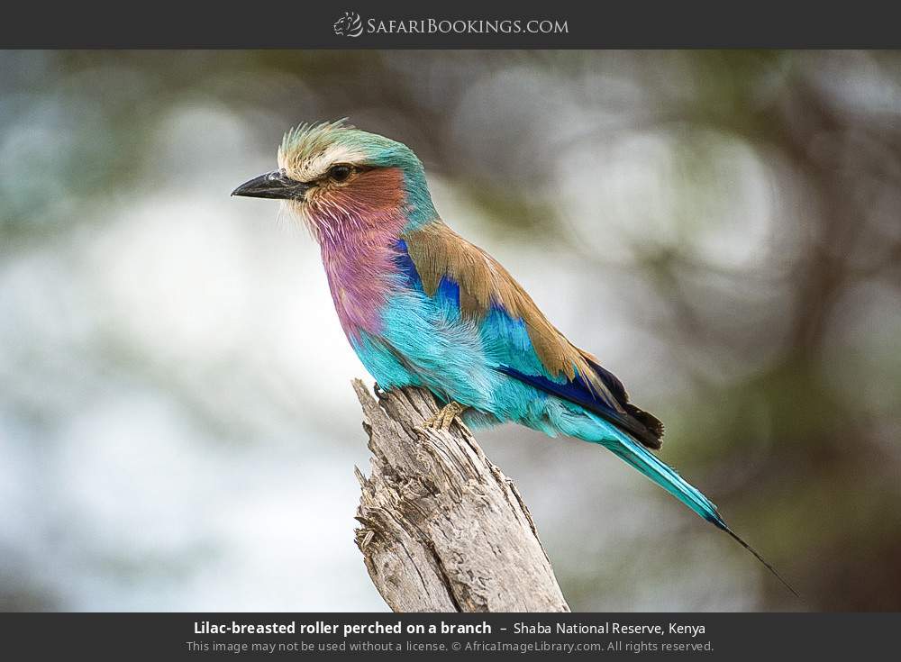 Lilac-breasted roller perching on a branch in Shaba National Reserve, Kenya