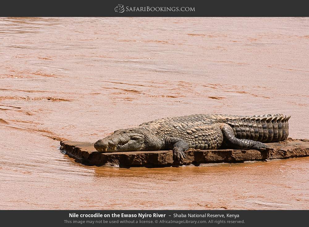 Nile crocodile on the Ewaso Nyiro River in Shaba National Reserve, Kenya