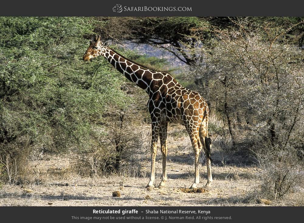 Reticulated giraffe in Shaba National Reserve, Kenya