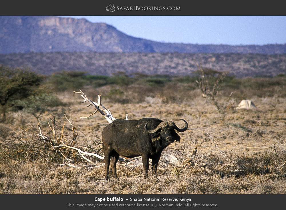 Cape buffalo in Shaba National Reserve, Kenya