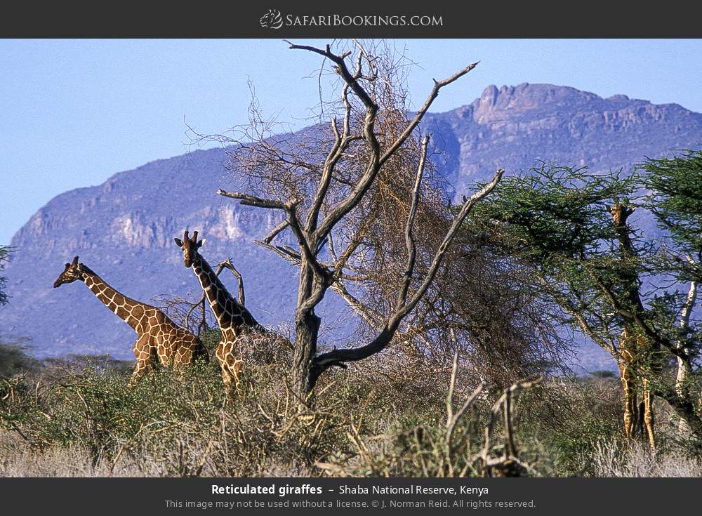 Reticulated giraffes in Shaba National Reserve, Kenya