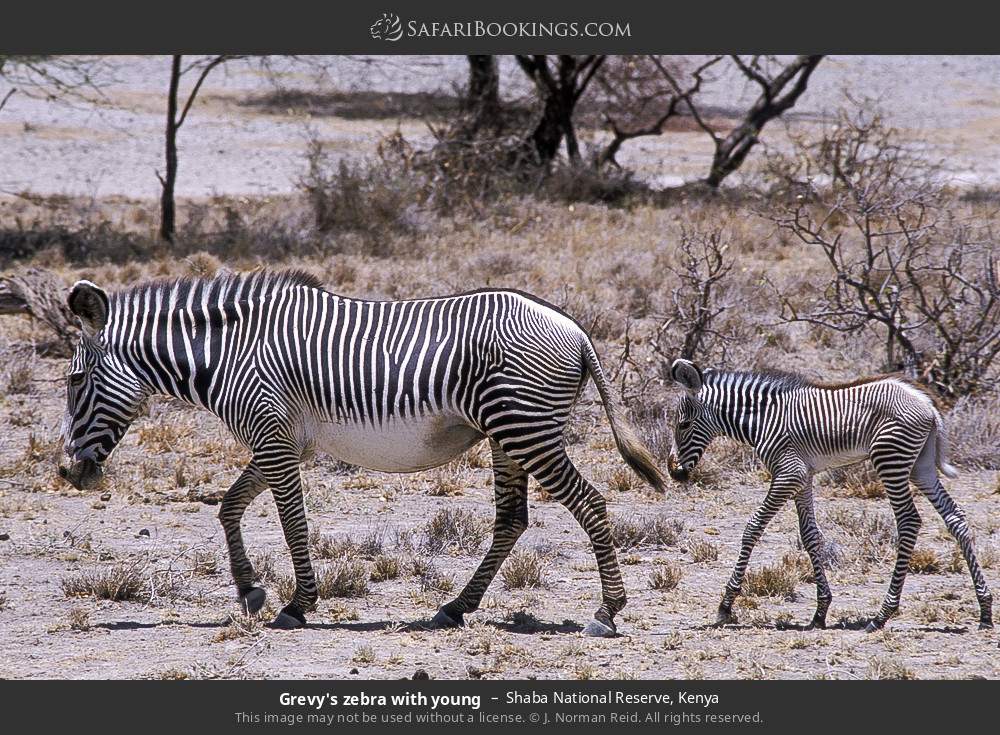 Grevy's zebra with young in Shaba National Reserve, Kenya
