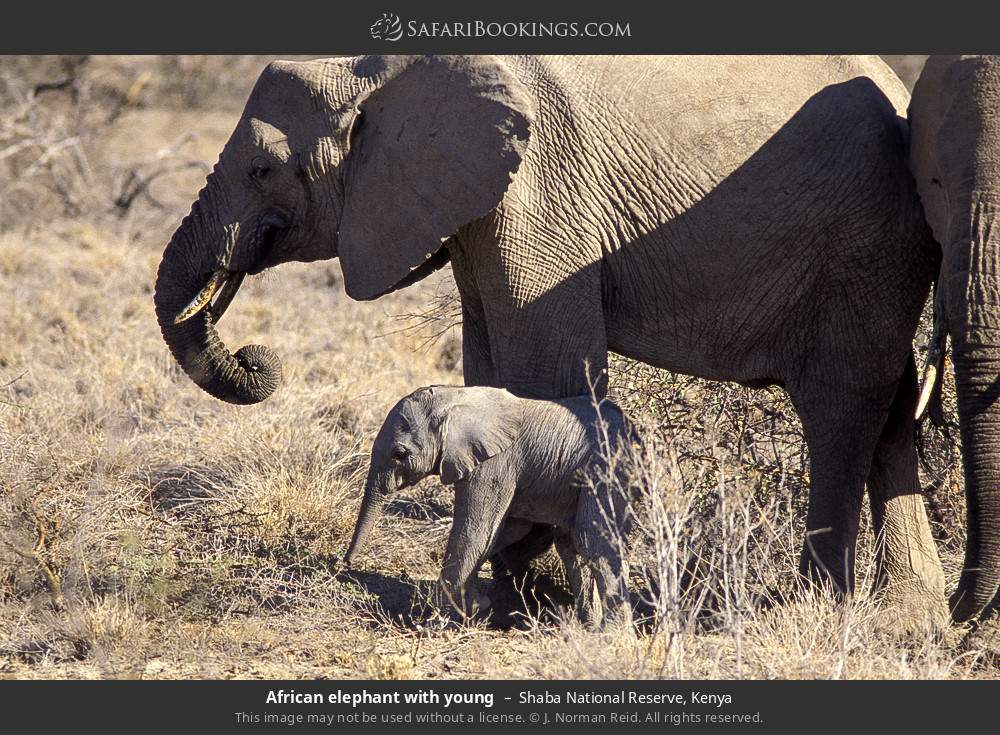 African elephant with young in Shaba National Reserve, Kenya