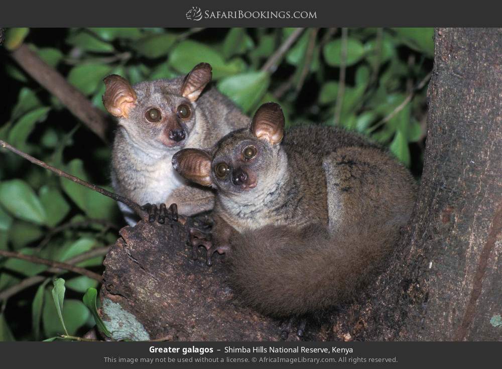 Greater galagos in Shimba Hills National Reserve, Kenya