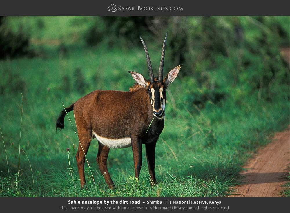 Sable antelope by the dirt road in Shimba Hills National Reserve, Kenya